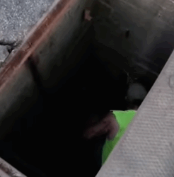 T1009042 The lucky baby deer received help from the animal rescue center part2