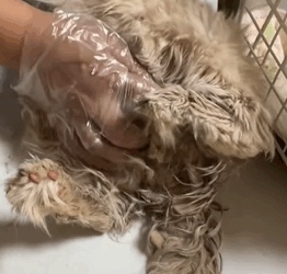 T1809008 Rescuing a cat waiting to die helping it regain confidence in a new part2