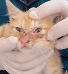 T2509022 Rescue a poor kitten part2