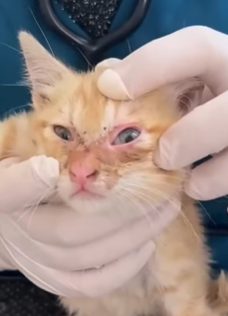 T2509022 Rescue a poor kitten part2