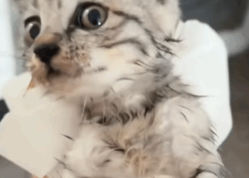 T0509061 Rescue a stray cat cat cats rescue rescuecat straycat catlover part2