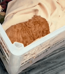 T1009046 Poor puppy mother abandoned on the street part2