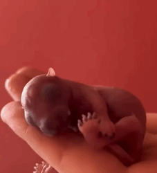 T1809003 I accidentally picked up a squirrel egg next to the fallen free and t part2