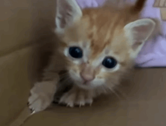 T0509063 rescue poor kitten and decided to adopt it rescueanimals babyanim part2