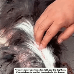 T1009050 The poor dog was forgotten part2