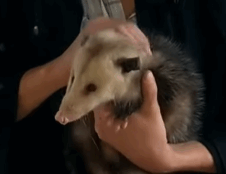 T0509049 This family rescued an opossum stuck under the fence and adopted it part2