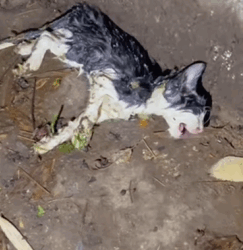 T1009045 stray cat was helped and adopted by family part2