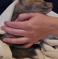 T2509023 We rescued trapped baby fox and then this happened part2
