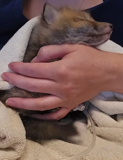 T2509023 We rescued trapped baby fox and then this happened part2