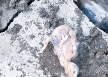 T0509067 poor baby bird rescue and happy ending babybird rescueanimals part2