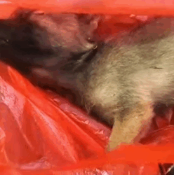 T1009048 The poor puppy and his lucky recovery part2