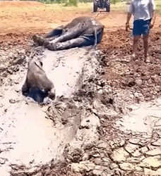 T1809007 A heartwarming rescue of an elephant mom and her little one elephant part2