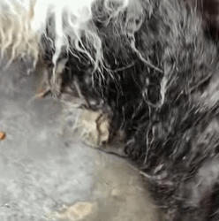 T1009047 The poor dog wandered so hungry and cold that his legs were numb on part2