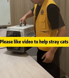 T1809006 Mimi s Final Journey A Rescue Cat s Last Days This heartbreaking res part2