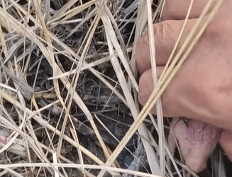 T0509066 I found a very cute baby parrot in the river side rescuebird part2