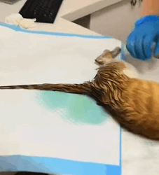 T1809019 found stray cat that was injured part2