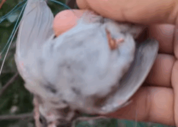 T0509065 The poor bird was stuck in tree rescued it rescueanimals bird part2