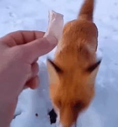 T1009036 The story of a poor fox who was lucky enough to be helped by a family part2