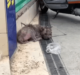 T0509072 Rescue stray dogs rescue cute helpanimals love part2