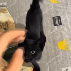 T1009020 found cat in the hole in the wall part2