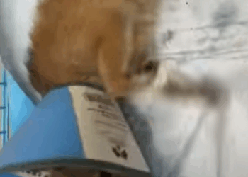 T1809017 Rescue a dog that jumped out of a vehicle and then rescue fyp part2