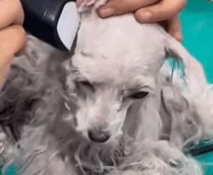 T0509070 Rescue stray dogs rescue cute helpanimals love dog part2