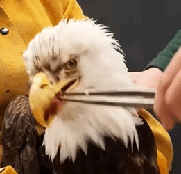 T1009025 Rescue bald eagle that was hit by car and then rescue fyp anim part2