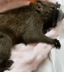 T1809009 Rescued squirrel part2