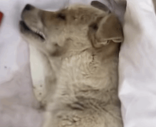 T0509041 No one needs me pet fyp trending dog petsoftiktok dogs part2