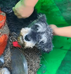 T1009028 A girl rescues a stray dog stuck in a trash can and the ending part2