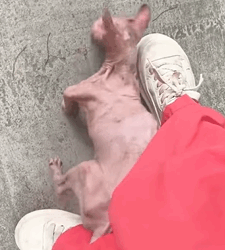 T1809004 Rescue a poor kitten and then rescue animals fyp cat cats catso part2