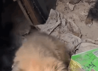 T0509043 Poor dogs pet xuhuong fyp trending dog trendsoftiktok dogsofpart2