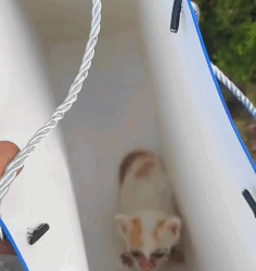 T1009037 Poor stray cat was lucky to be helped and adopted by girl part2