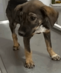 T1809013 parte 2140 rescue of an abandoned dog missing its hind leg heroes part2