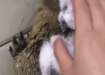 T0509053 Rescued a groundhog that was trapped in a trash can part2