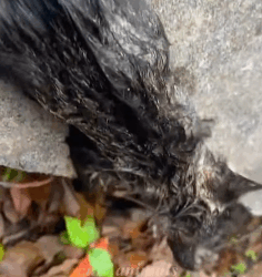 T1009033 A family rescues a cat from a canal and then cuteanimals cat fyp part2