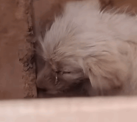 T0509039 Rescue poor dog pet fyp trending dog petsoftiktok dogs part2