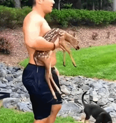 T1009032 rescue the little deer from under the lake and then cuteanimals part2