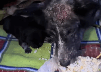 T0509044 Rescue poor dog pet xuhuong fyp trending dog dogsoftiktok pets part2