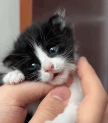 T2509025 Found kitten while walking my dog and raised him part2