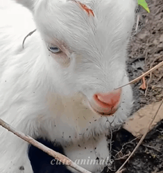 T1009029 girl rescues baby goat and adopts him part2