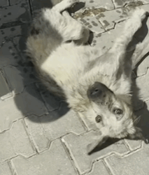 T1809011 parte rescue of disabled dog abandoned in the middle of the part2