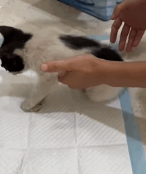 T2509010 rescued little cat that had fallen from building part2