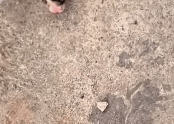 T0509050 cat catsoftiktok poorcat part2