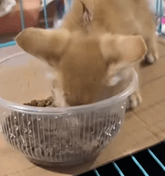 T1009023 adoptdontshop rescue straycat part2