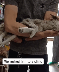 T1809029 rescue dog animalslover animals FYP animalsoftiktok fyp part2