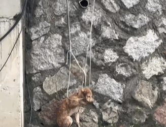 T0509036 OMG pet fyp trending dogsoftiktok petsoftiktok part2