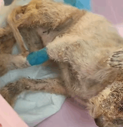 T2509058 She once hid in fear, now she runs freely into arms that truly care part2