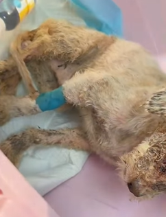 T2509058 She once hid in fear, now she runs freely into arms that truly care part2