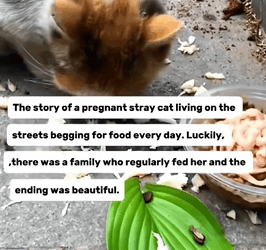 T1009035 The story of pregnant stray cat begging for food that was fed part2